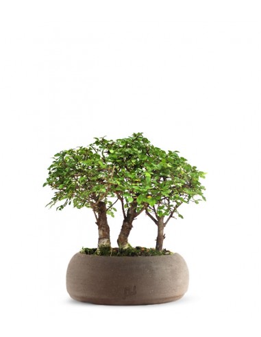 Olmo Zelkova Boschetto M