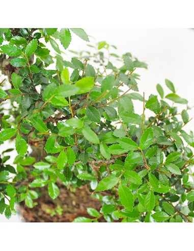 Olmo Zelkova Boschetto M