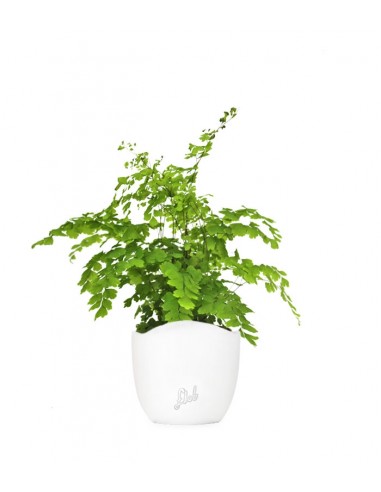Adiantum
