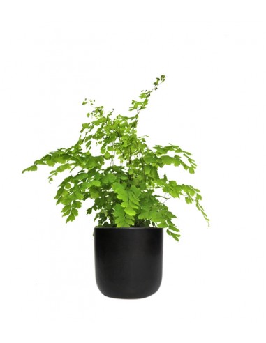 Adiantum