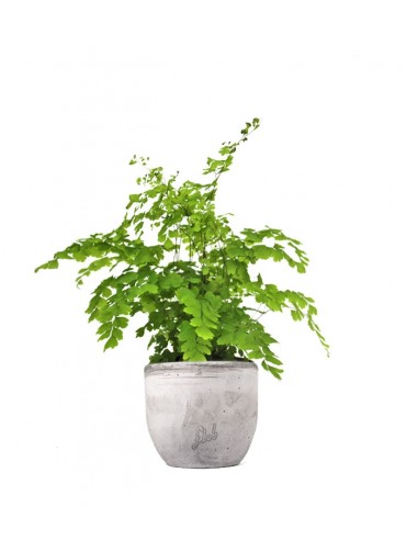 Adiantum