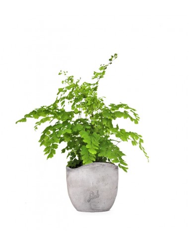 Adiantum