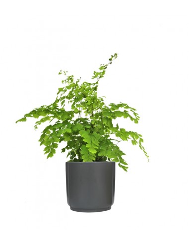 Adiantum