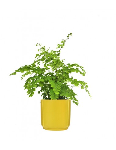 Adiantum