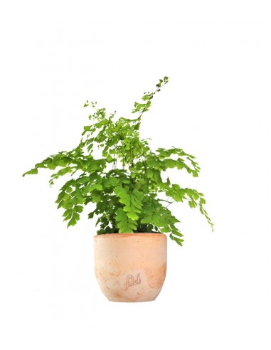 Adiantum