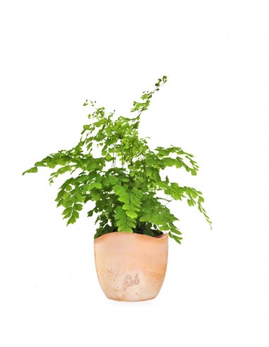 Adiantum