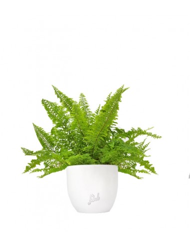 Felce Nephrolepis Exaltata