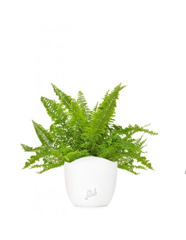 Felce Nephrolepis Exaltata