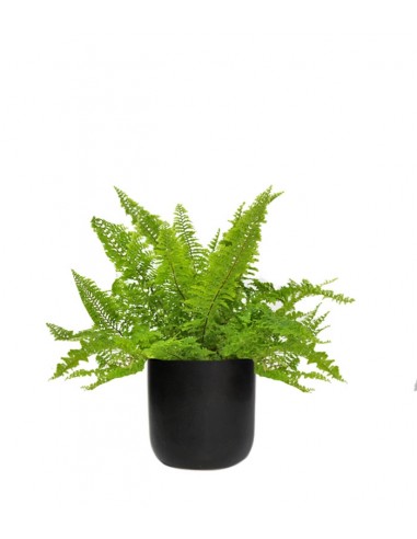 Felce Nephrolepis Exaltata
