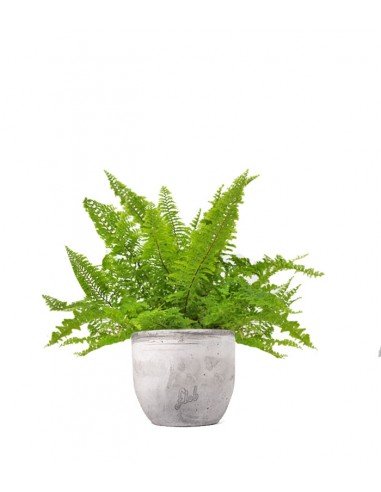 Felce Nephrolepis Exaltata