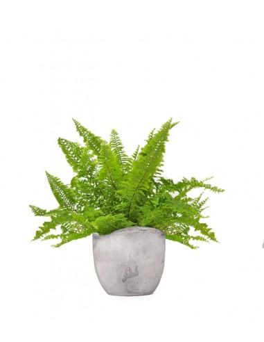 Felce Nephrolepis Exaltata