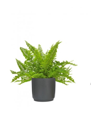 Felce Nephrolepis Exaltata