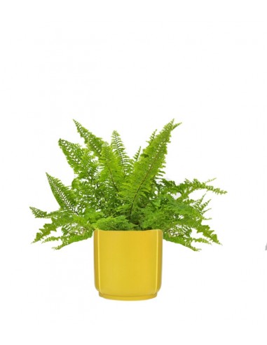 Felce Nephrolepis Exaltata