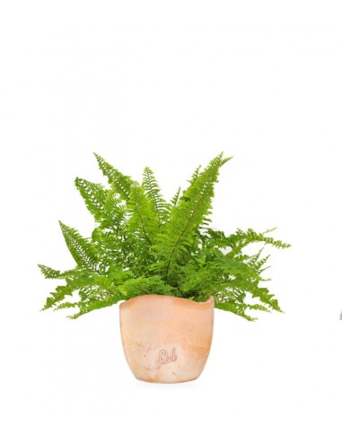 Felce Nephrolepis Exaltata