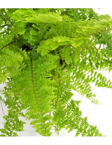 Felce Nephrolepis Exaltata