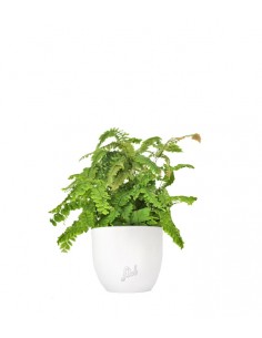 Adiantum hispidulum