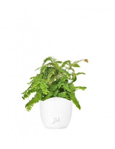 Adiantum hispidulum