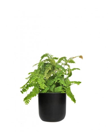 Adiantum hispidulum