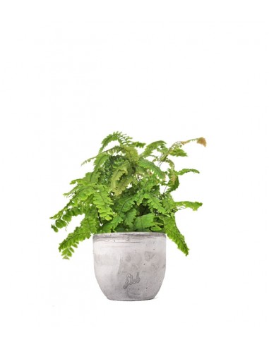 Adiantum hispidulum