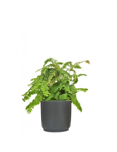 Adiantum hispidulum