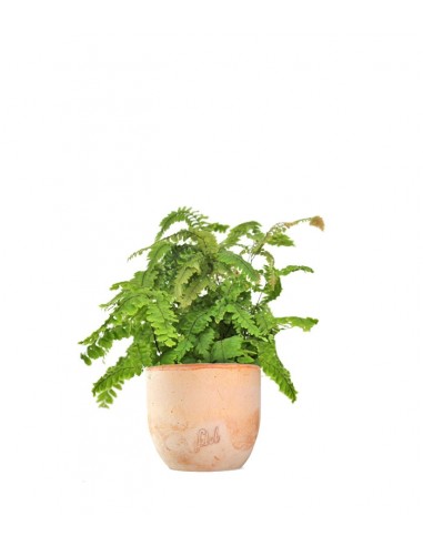 Adiantum hispidulum
