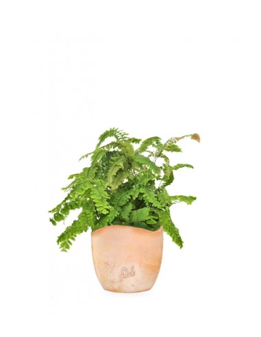 Adiantum hispidulum