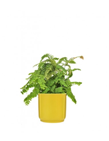 Adiantum hispidulum
