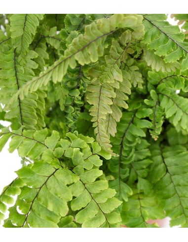 Adiantum hispidulum