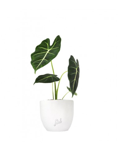 Alocasia Frydeck Green Velvet