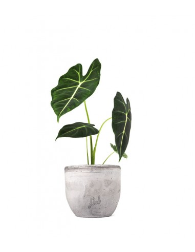 Alocasia Frydeck Green Velvet