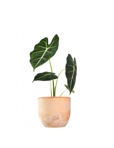 Alocasia Green Velvet