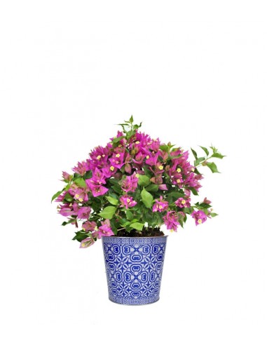 Bougainvillea cespuglio