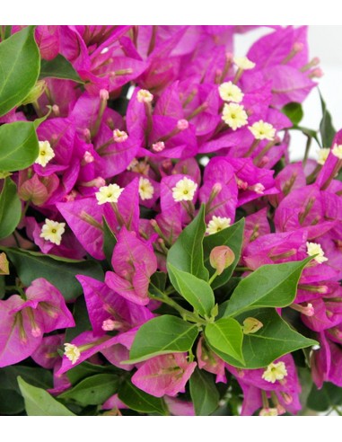 Bougainvillea cespuglio