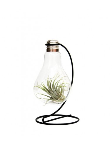 Tillandsia in vetro con supporto