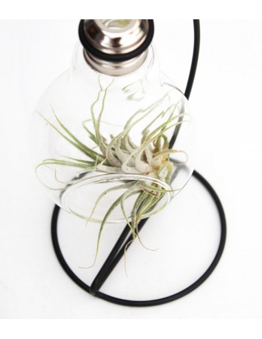 Tillandsia in vetro con supporto