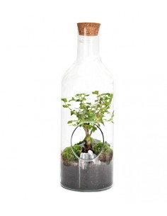 Ligustro bonsai in terrarium 
