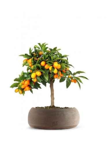 Fortunella margarita | Kumquat