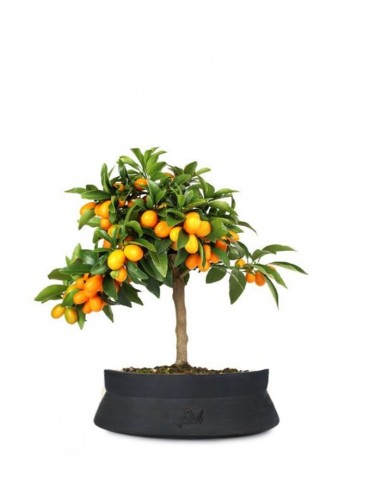 Fortunella margarita | Kumquat