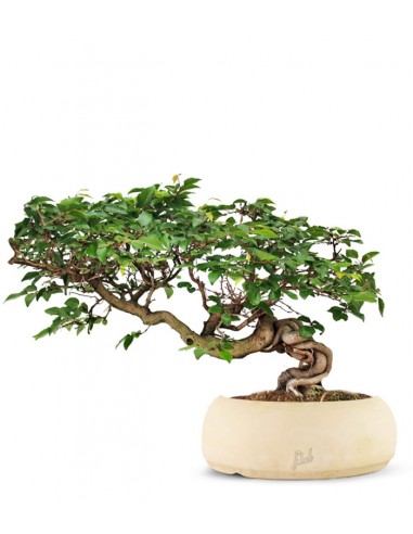 Carpino Bonsai