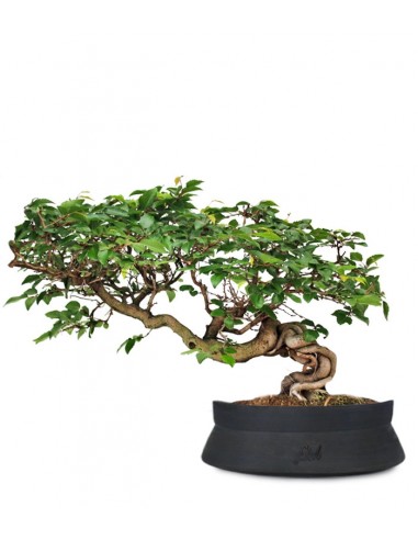 Carpino Bonsai