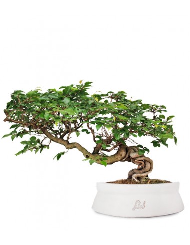Carpino Bonsai