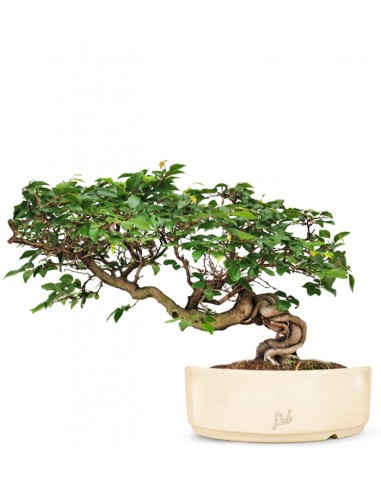 Carpino Bonsai