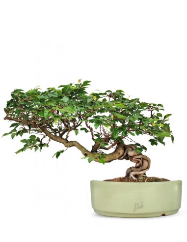 Carpino Bonsai