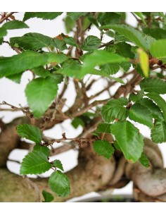 Carpino Bonsai 2