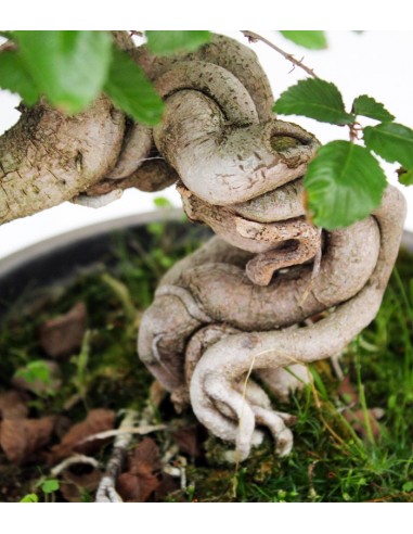 Carpino Bonsai