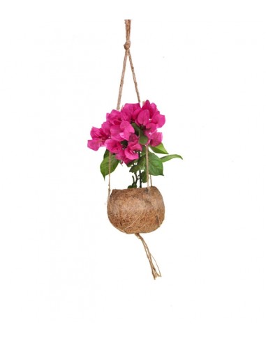Bougainvillea in fibra di cocco