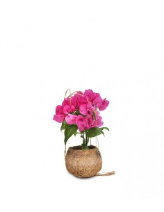 Bougainvillea in fibra di... 2