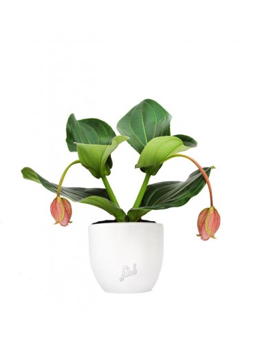 Medinilla Magnifica