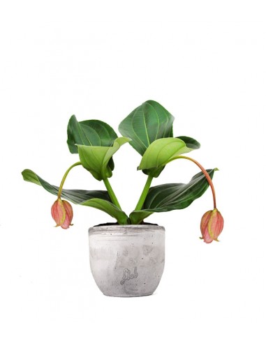 Medinilla Magnifica