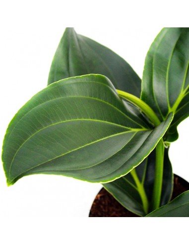 Medinilla Magnifica
